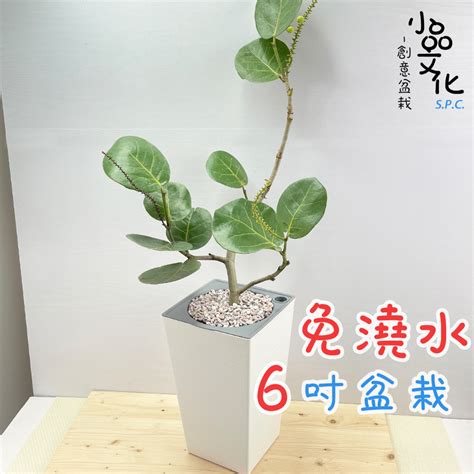 室內:0wuyhwg8hs4= 海葡萄|海葡萄可以放室內嗎？室內種植海葡萄必學5要領！ 